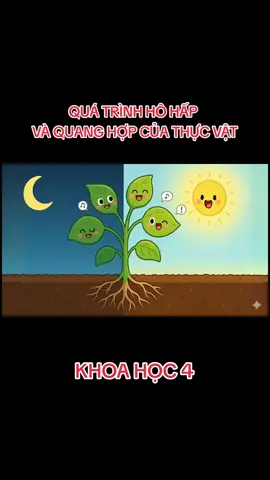Quá trình hô hấp và quang hợp của thực vật - Khoa học 4 #giaovientieuhoc #sangkienkinhnghiem #lophocthayquang #lophocthayhavanquang #havanquanggvtieuhoc 