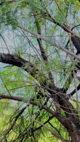 SAqLIAN Ali🥀🥀🥀😇😇#hyyyyyyyyyyyyyyyyyy #