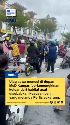 Ulaq sawa muncul di depan McD Kangar… berkemungkinan keluar dari habitat asal disebabkan keadaan banjir yang melanda Perlis sekarang. #malaysianupdate #malaysianupdatenews #themalaysianupdate #BeritaTMU #viral 