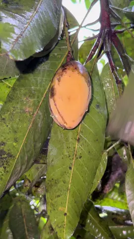 ada yg bisa hitung brp mangga yg dipetik 🤤#CapCut #fyp #mangga #panen #panenbuah 