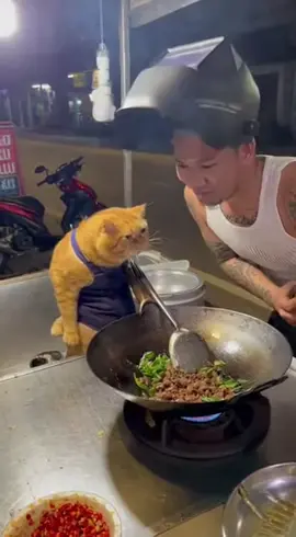 #แมว #แมวส้ม #ทาสแมว #funnycat #orangecat 