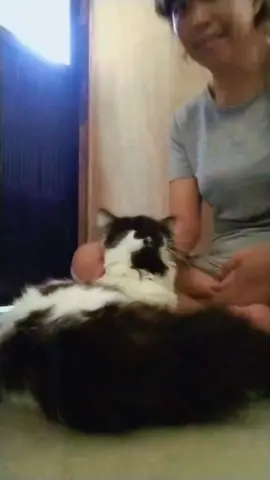 lambing yarn 😍 #cat #catlover #fyp #BicolanangTitaMajal #tiktokaffiliatemarketing 