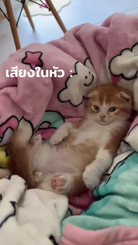 วุ่นวายเเพ้เสียในหัว #เเมวน่ารัก 