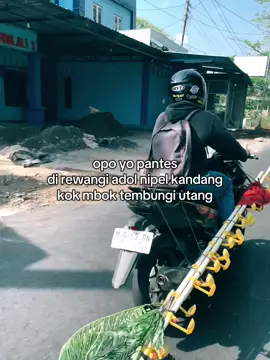 ealahh #tiktok #katakata #peternakmuda #broiler #ayambroiler #milenial 