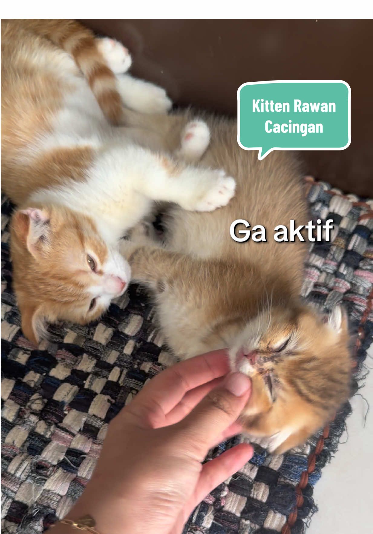 Hati” ‼️Rawann bangett kalo kitten !! . . #cacingkucing #wormforcekiyopaw #kiyopaw #fyp #viral @Kiyopaw 