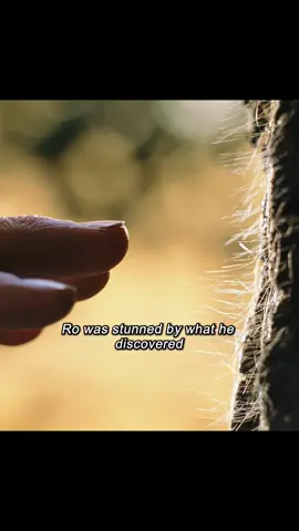 A man discovers a magical tree #fypシ #movie #film #fantasy #tree  