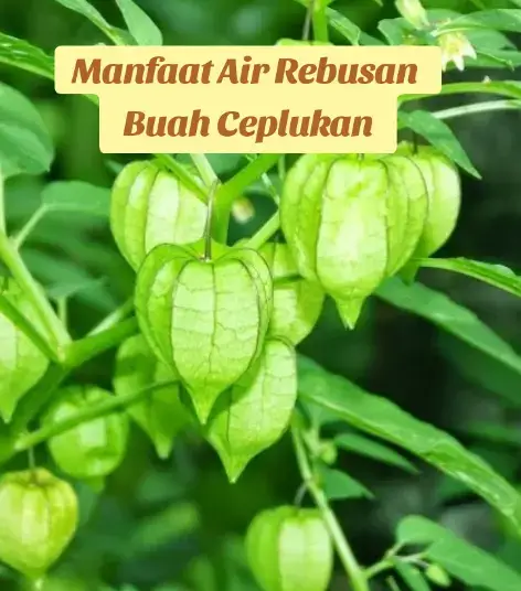 #jangkauanluasfyp  #jangkauanluas  #fypage 