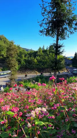 Mùa hoa Tam Giác Mạch - Hà Giang #donglongbong #hagiang #hoatamgiacmach 