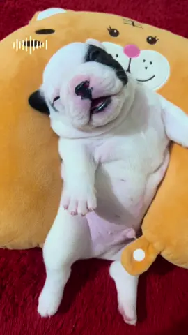 #frechbulldog #tiktokviral #Bullphap #bulldangyeu #Bullphapsinhcon 