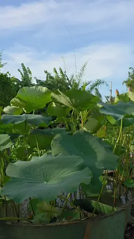 Combo 5 Củ sen Giống Củ Mầm Tốt. #xuhuong #viral #sengiong #cusen #sen 