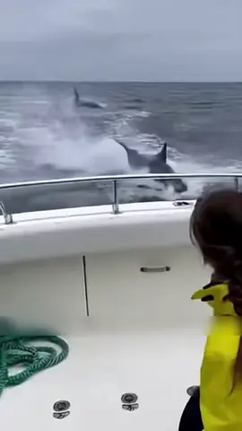 🐬 Cuộc Tháo Chạy Sinh Tử: Cá Voi Sát Thủ Săn Đuổi Cá Heo. #khampha #thuvi #dongvat #caheo #fyp 