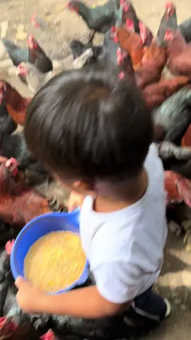 Kun an pa lagi indi gali sya 😂🤣 #goygoy #freerangechickens #mamabrenda #superiorf1layers #finalhybrid 