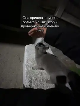 Бог создал Кошку, чтобы у человека был тигр, которого можно погладить 