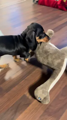 Felix 🩵 Dino 🦕 #dog #dachshund #dachshundpuppy #doggo #puppylife 