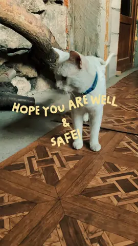 Hope you are well & SAFE! Miss you Patïl #cat #cats #catsplay #catsoftiktok #viral 