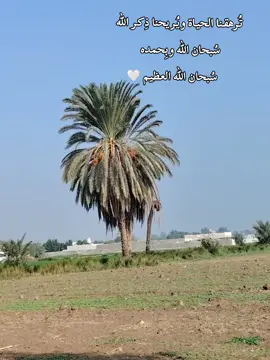 سبحان الله وبحمده  سبحان الله العظيم #7amody_g #المنشاوي 