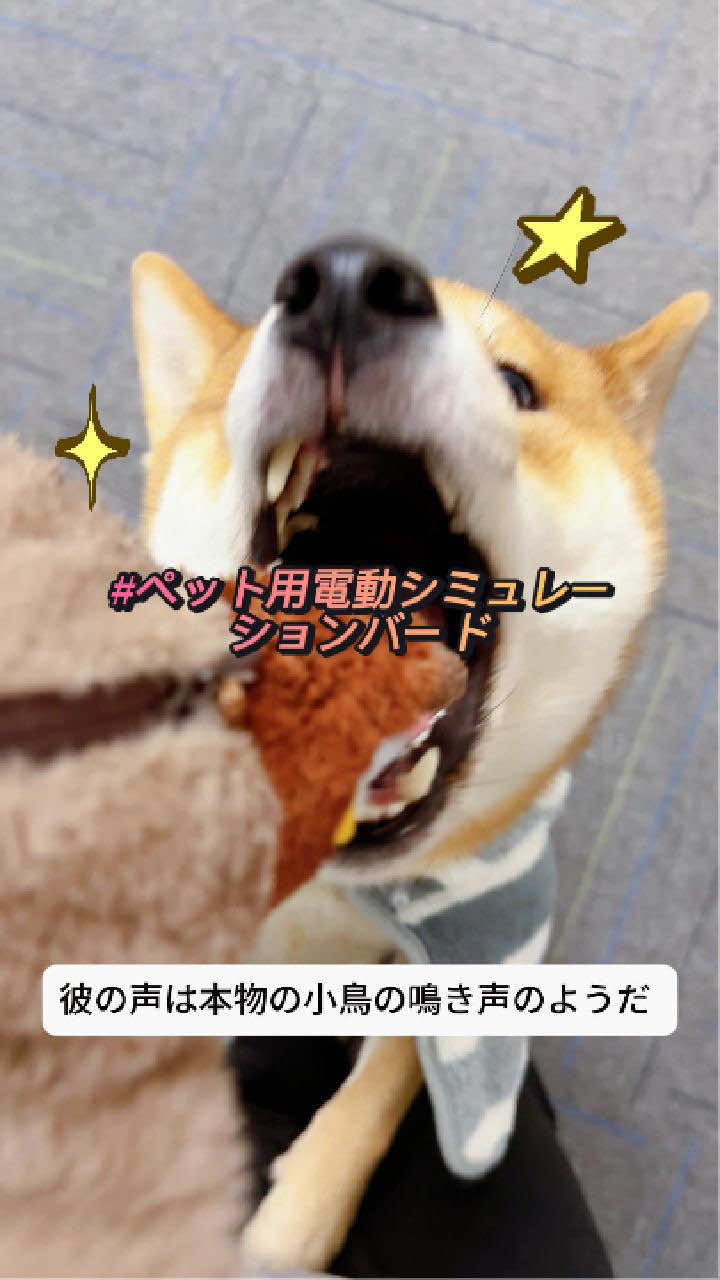このよく鳴く小鳥を買ってからうちの子犬が遊んでいる#おもちゃ #ペット #子犬のいる生活 #柴犬 #テディ 