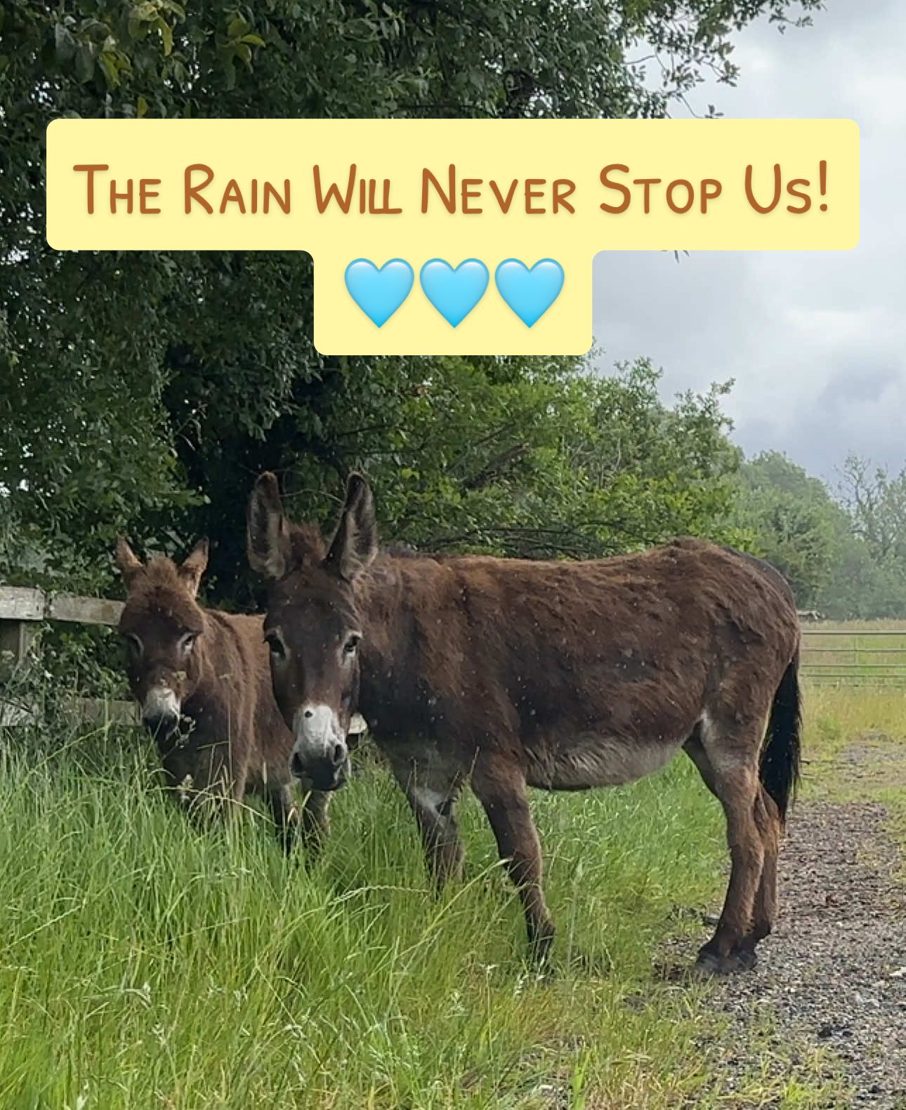 #donkeyoftiktok #donkeytok #donkey #horsesoftiktok #horse 