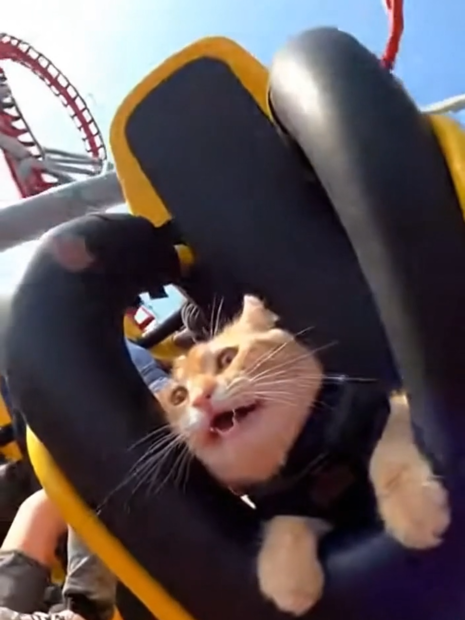 El michi se subió a la montaña rusa y vio pasar sus 7 vidas frente a él 😂🎢 #gatostiktok #montañarusa #videosgraciosos #humormexicano #tiktokmexico 
