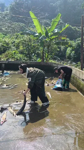 Giải cứu 2 tấn tầm sa pa