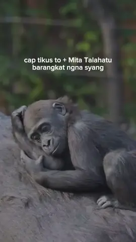 klar ngn #manadosadap🔥 #fyp #mitatalahatu #berandafyp #fyppppppppppppppppppppppp 