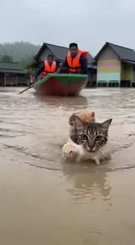 kesiannya..#banjirkelantan #banjir2025 #banjir #thailand #banjirthailand 