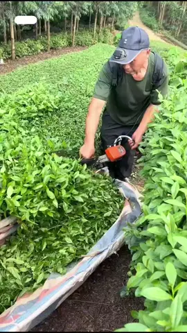 الذين يدخلون الجنة 👋 #محمد_بن_علي_الشنقيطي 