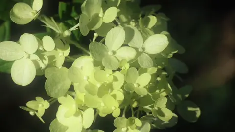 “Cẩm tú cầu.Một chút xanh, một chút bình yên.”#xuhuong #flowers #fyp 