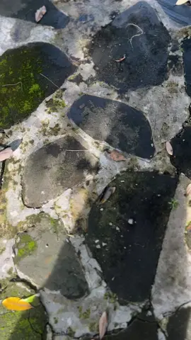 Kurang opo iki kiro kiro cak.            #twostroke 