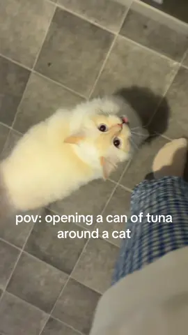 she meowed at me from the second i opened it until she got some #catsoftiktok #cat #ragdoll 