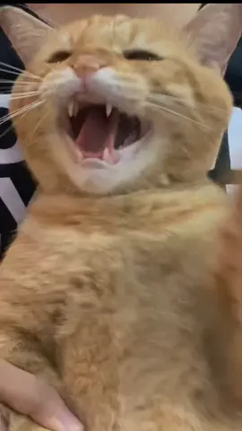 wait for the hiss 🐱 #catsoftiktok #gingercat #dancingcat #viral 