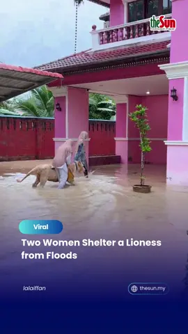 25 Nov 2025: Two brave women welcomed a lioness into their home to keep her safe from the flood. When courage meets compassion, you get a story wild enough to go viral. #theSun #theSunMY #FloodRescue #CourageAndCompassion #LionessSaved