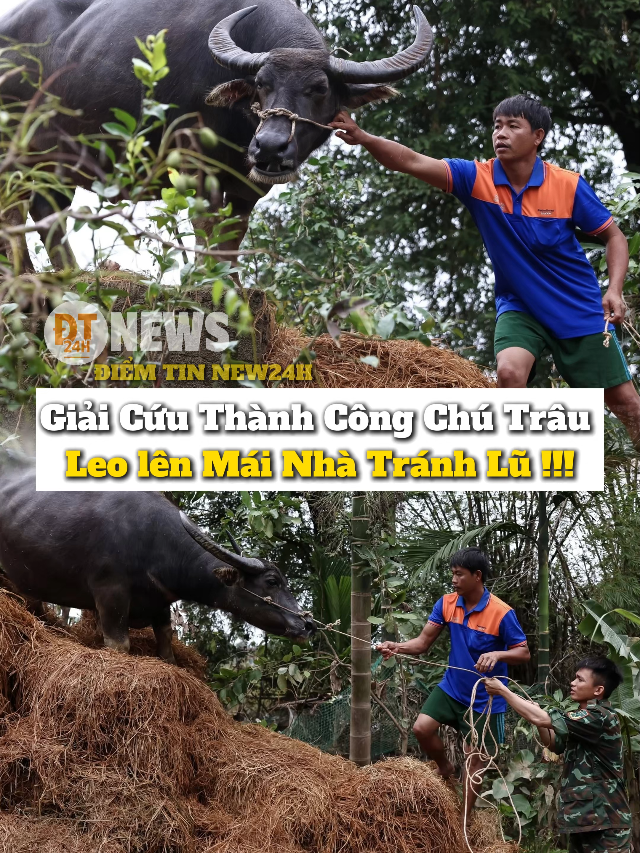 giải cứu Chú Trâu leo lên Mái nhà Tránh Lũ #diemtinnew24h #tiktoknews #cuocsong #mualu #yeuthuong