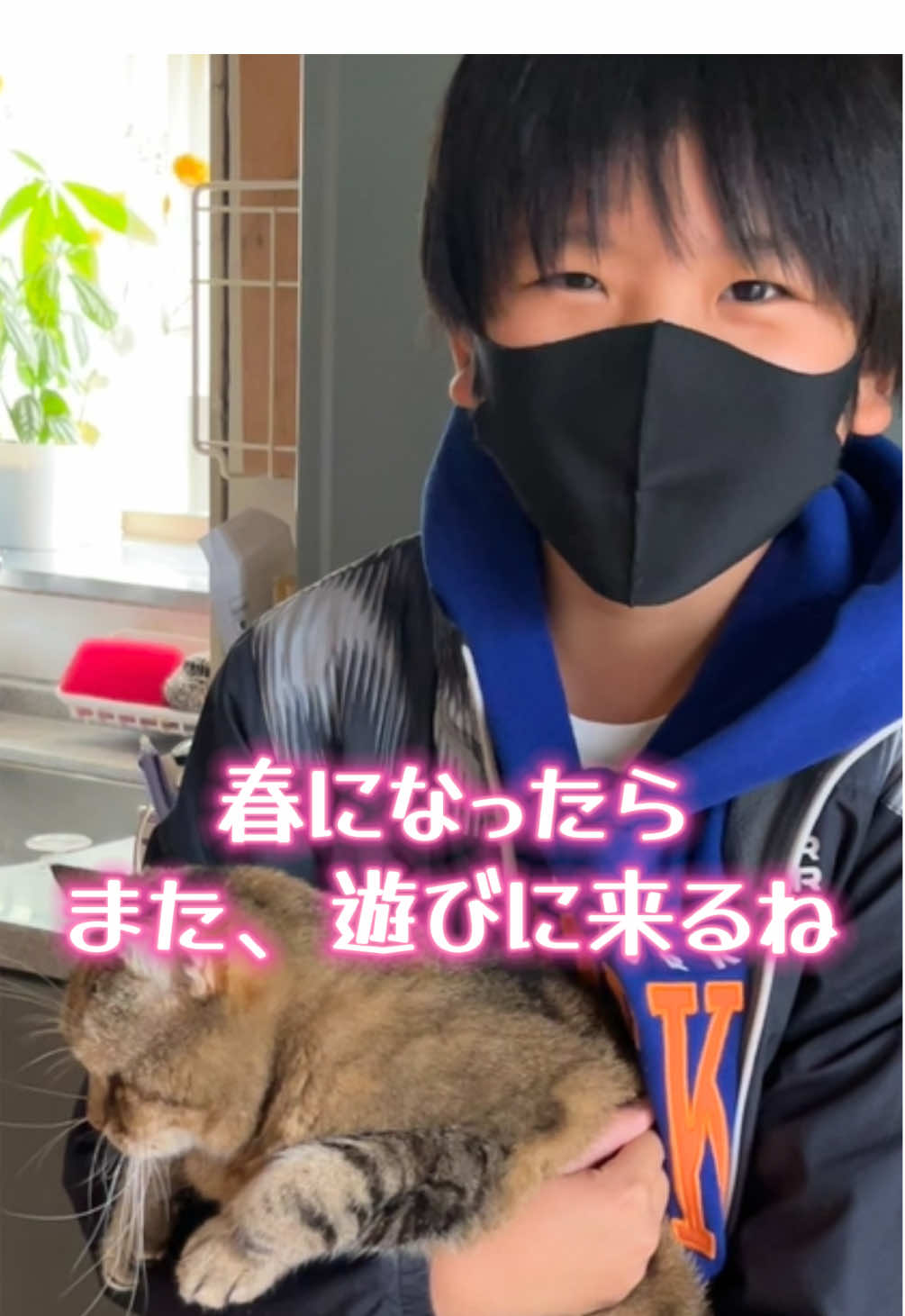 リラ君とマロン、初めてのおもちゃで大はしゃぎ！来年の春にまた会おうね #ねこのショウちゃんHOUSE #リラ君 #マロン #猫と遊ぶ #子どもと猫