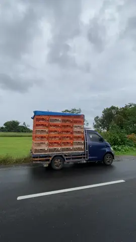 Tetap utamakan keselamatan, akhir tahun bolo ✌🏽 #titipanillahifarm #ayampotongfirman #supplierayam #ayambroiler #purwokertoviral 