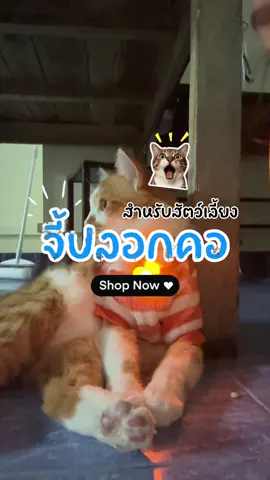 #ทาสแมว #ปลอกคอแมว #จี้ปลอกคอแมว #จี้ไฟฟ้า 