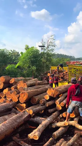 TRENGGALEK JATI SESSS. Tetap meradykan segala kebutuhanmu juragan☎️. #fypシ #trenggalek #jepara #jepara24jam #jati @Duniajati 