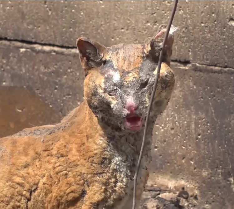 Where is my house ? 💔 #cat #trending #xuhuong #fyp #pet 