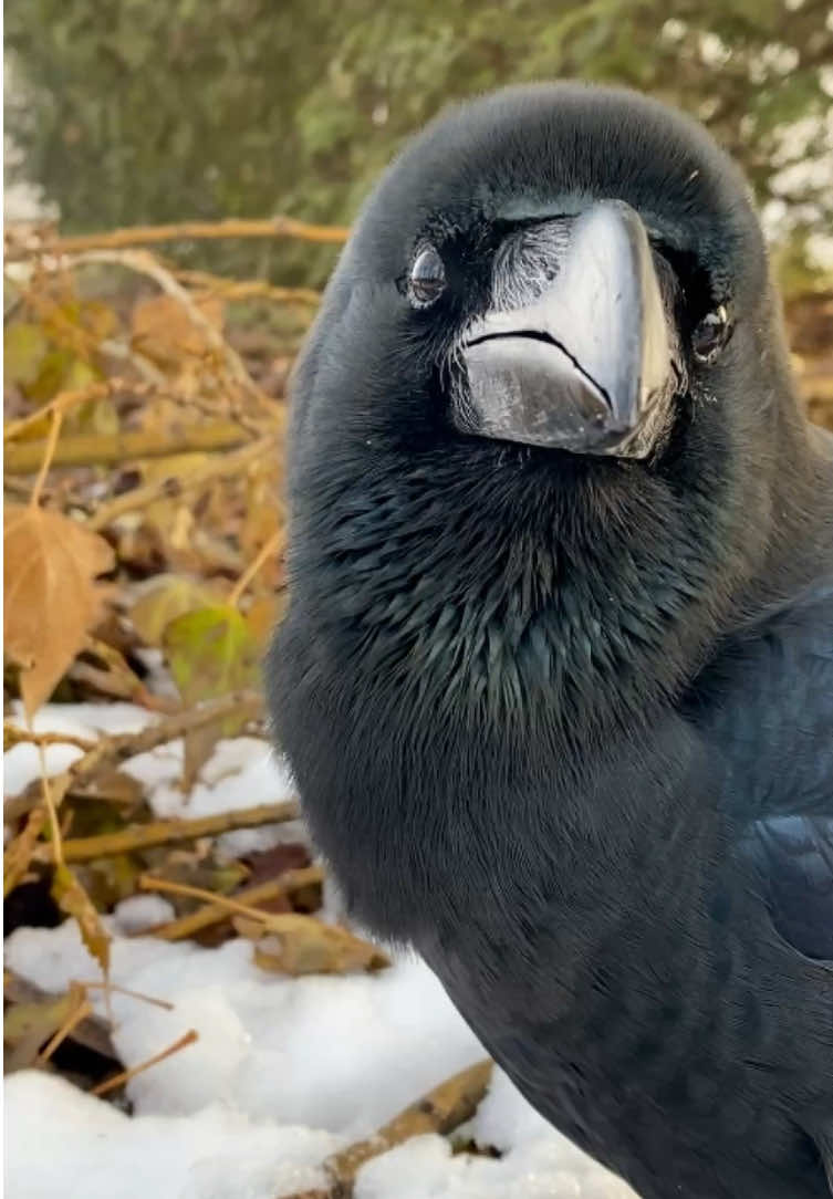 The world is facing so many challenges right now—war, sanctions, frightening news arriving every day. The everyday life we took for granted until yesterday can suddenly be taken away. It breaks my heart. Even in times like these, I hope that if you see a crow, you can find a small moment of comfort and peace.☮️🐦‍⬛ #rakasuthecrow  #crow #crowlovers #カラス #crowtok