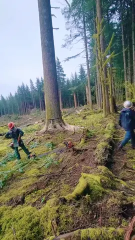 Dead tree removal #satisfying #tree #giant #asmr #oddlysatisfying #fyp #usa🇺🇸 
