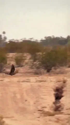 The eagle was outwitted by the rabbit. #animals #Foryou #Friendship #Us #eagle #rabbit #fyp #wildlife 