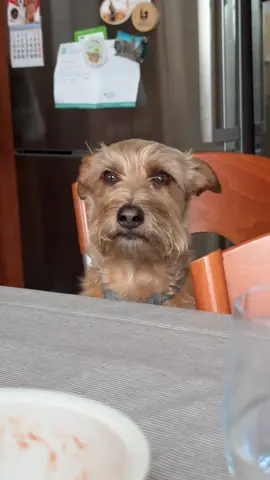 JAJAJAJA le amo #sobriperri 