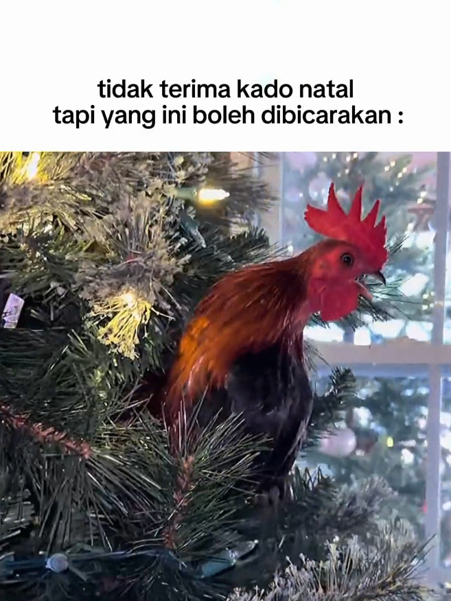 #CapCut #ayamphilipin🇵🇭 #kadonatal  #ayamimport  #xybca 