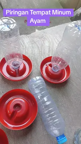piringan tempat minum ayam simpel dan praktis 