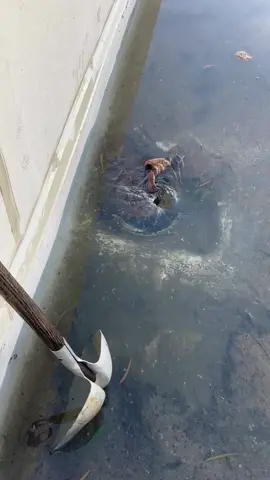 Satisfactory pipe dredging work. 😊 #pipedredging #dredge #work #satisfying #oddlysatisfying #fyp #asmr #usa #tiktok 