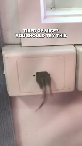 No more mice stealing your snacks #fyp #ultrasonic #repellent #mice #petfriendly #homehacks #tiktokshop 