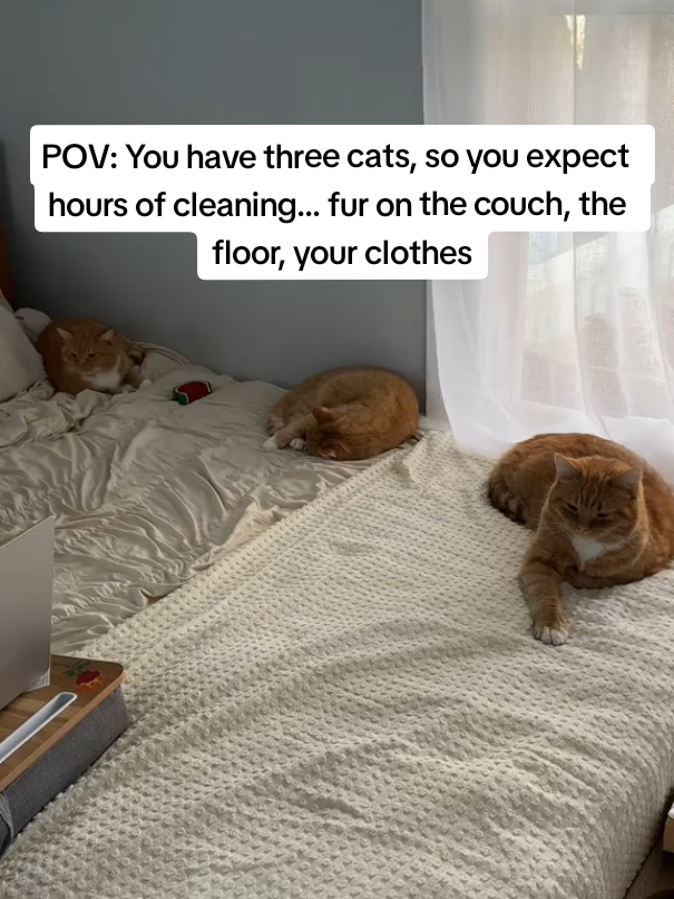 POV: You have three cats, so you expect hours of cleaning… fur on the couch, the floor, your clothes — everywhere. But one minute with this pet hair remover glove and it’s all gone. #fyp #catowners #petproblems #cathair #pethairremover 
