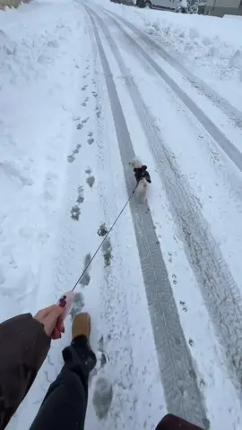 #maltańczyk #dog #Love #snow 