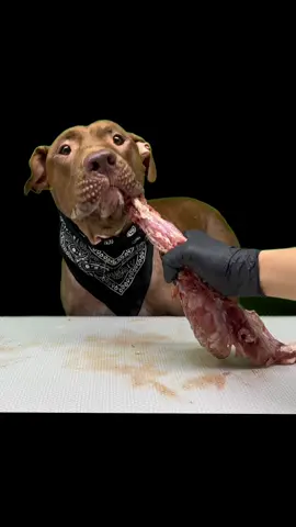 ピットブルの顎が羨ましすぎる @バウンスチャンネル/ピットブルの日常  #ASMR  #ピットブル  #バウンスチャンネル  #ダギー