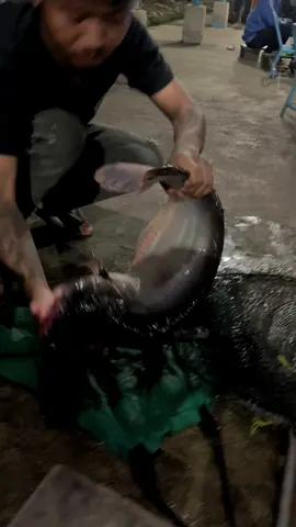 Buat bosku yang suka mancing patin kami rekomendasikan varian Stw brekley bosku. #essenpatin #mancingpatin #galatamapatin #essenmancing #galatama 